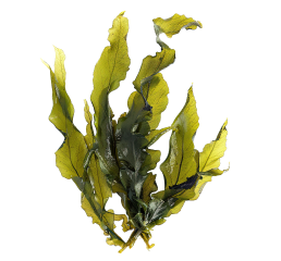 Mareblu - Alga Marina